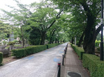 青山霊園2