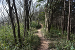 登山道2