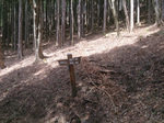 登山道2