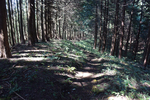 登山道2