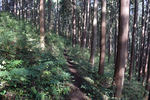 登山道2