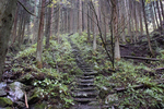 登山道1