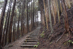 登山道2