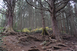登山道2