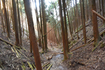 下山道