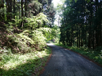 峠道