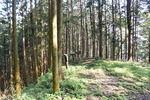 山道分岐