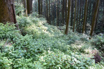 山道2