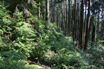 山道3