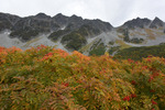 紅葉