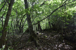 山道4