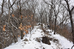 登山道2