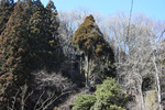 むれ杉