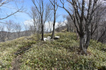 登山道2