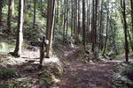 山道分岐