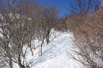 登山道3