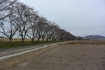 桜並木2