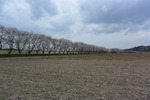 桜並木
