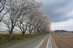 桜並木2