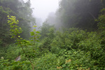 登山道3