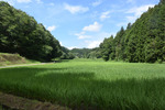 谷間の水田2