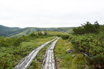 登山道5