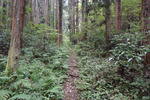 登山道