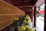 菊