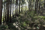 山歩き