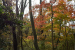登山道2