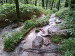 雨の登山道