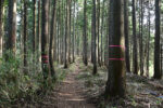 登山道３